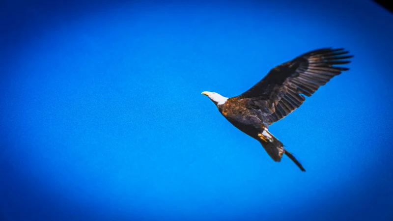 "Bald Eagle in Flight America 250 Animal Collection" — Animals Deskmat