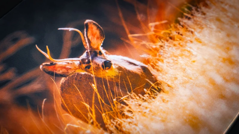"Mule Deer America 250 Animal Collection" — Animals Deskmat