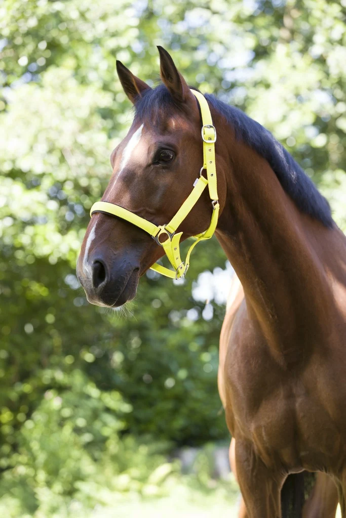 LICOL NORTON "FLUO" DOUBLÉ, 4 coloris
