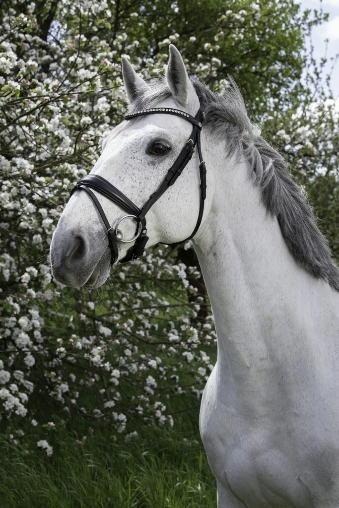 BRIDON NORTON PRO "STRASS"