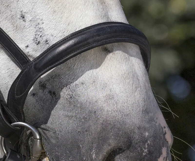 BRIDON NORTON CLUB CHEVAL DE TRAIT