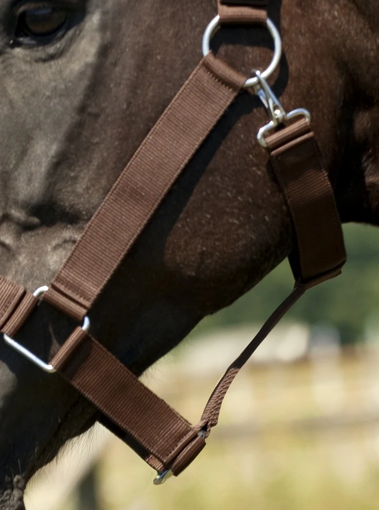 LICOL NORTON CHEVAL DE TRAIT