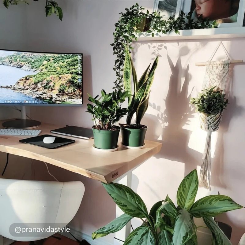 Alive Standing Desk